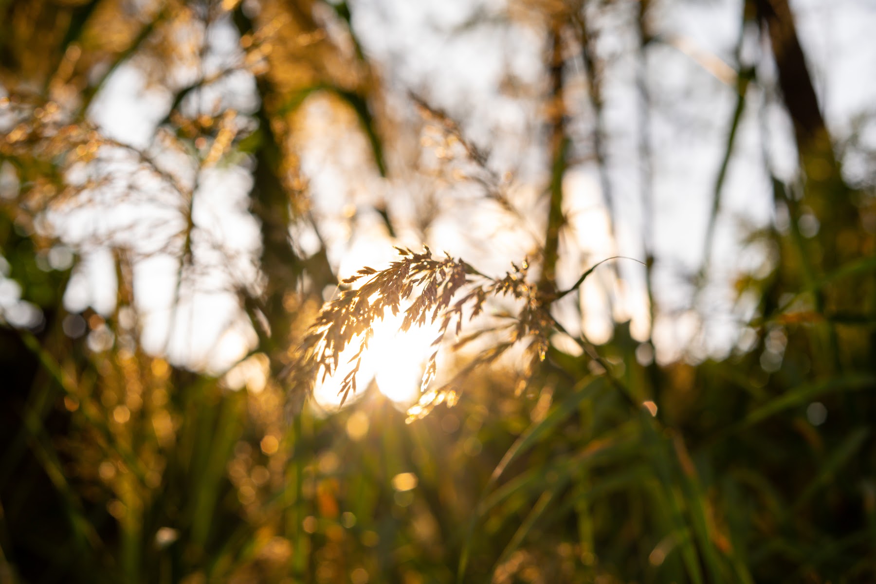 Sunlight through the trees by the river